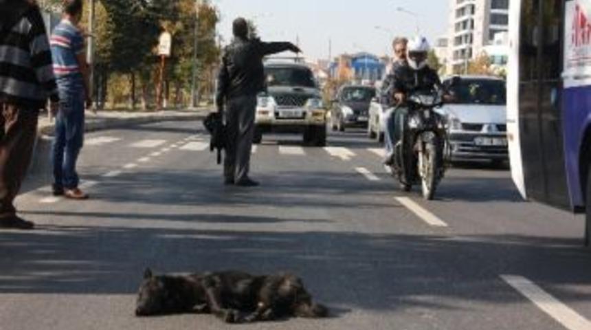 Yaralı Sokak K&ouml;peği İ&ccedil;in Seferber Oldular