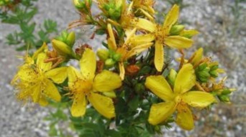 Baraj Suları Altında Kalacak Bitkiler Taşınacak