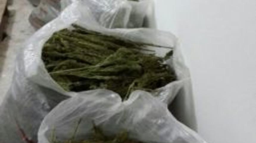 85 Kilo Uyuşturucu Ile Yakalandı, Serbest Kaldı