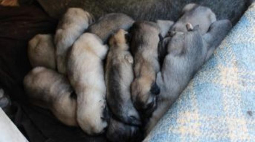 Anneleri &Ouml;len 13 Yavru K&ouml;peğe Mahalleli Sahip &Ccedil;ıktı