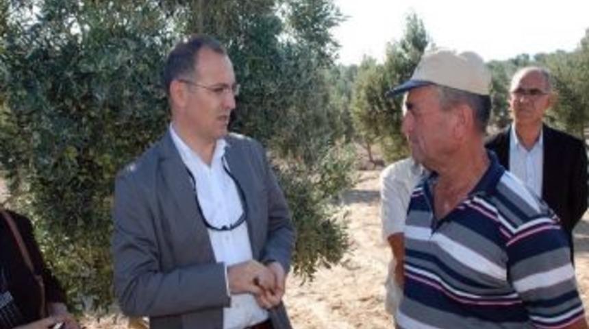 Didim Zeytin Festivalinde Zeytin Hasadı Yapıldı; Zeytin Sıkımı Ger&ccedil;ekleştirildi