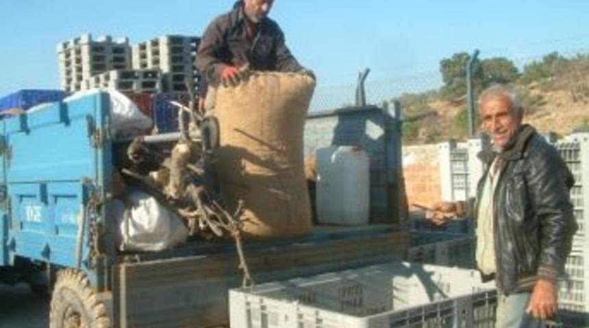 Zeytin Hasadı, İş Kapısı Oluyor