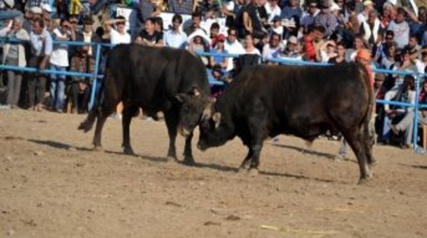 Boğalar K&ouml;y &Ccedil;eşmesi İ&ccedil;in G&uuml;reşti