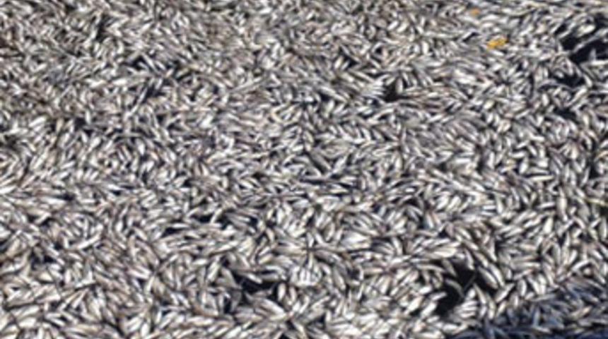 Kimyasal atık balıkları telef etti