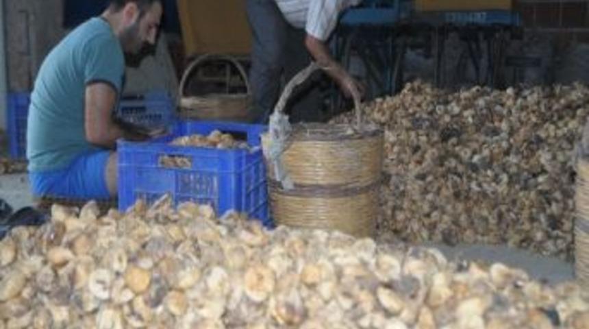 Depolarda Bekletilen İncircirde Aflatoksin Uyarısı