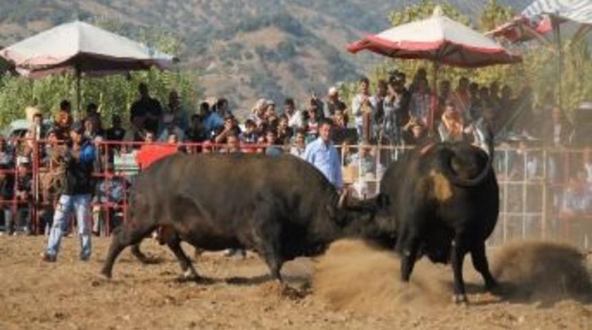 Boğalar 'su' İçin Güreşti
