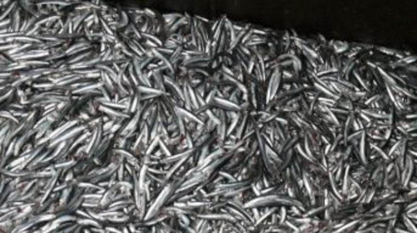 &Ccedil;atalzeytin&rsquo;de 7 Ton Hamsi Avlandı