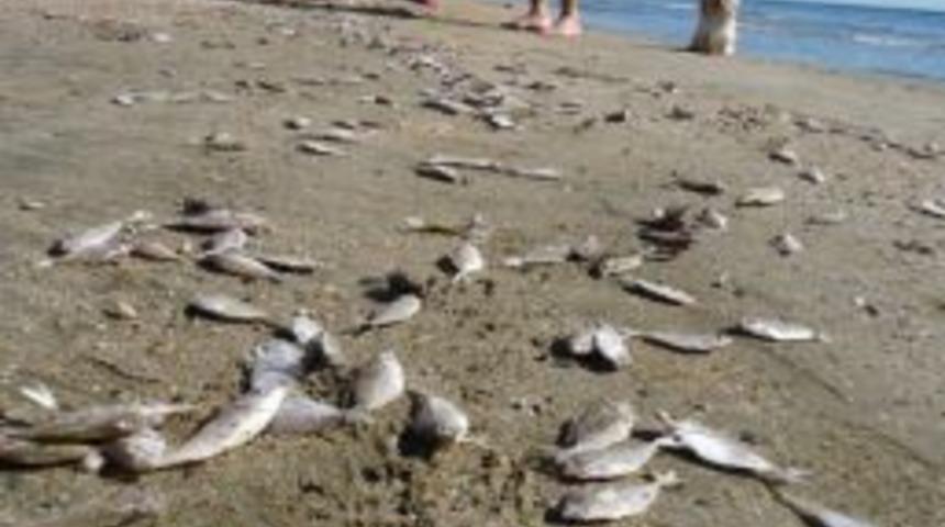 Karataş'ta Yavru Balık Katliamı