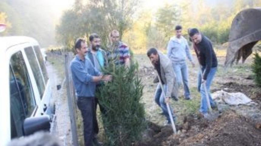 Kumru Emniyetinden &Ccedil;am Ağacı Seferberliği