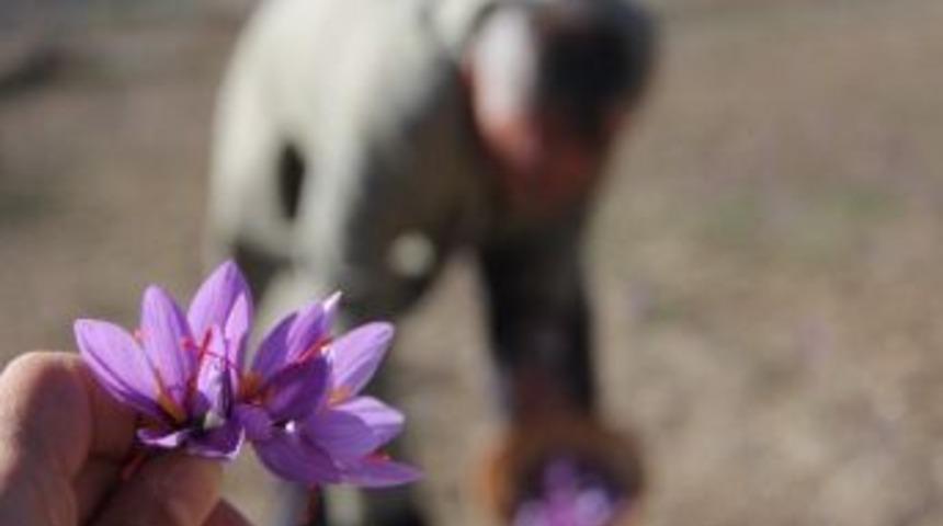 D&uuml;nyanın En Pahalı Bitkisi Kansere &Ccedil;&ouml;z&uuml;m &Uuml;retecek