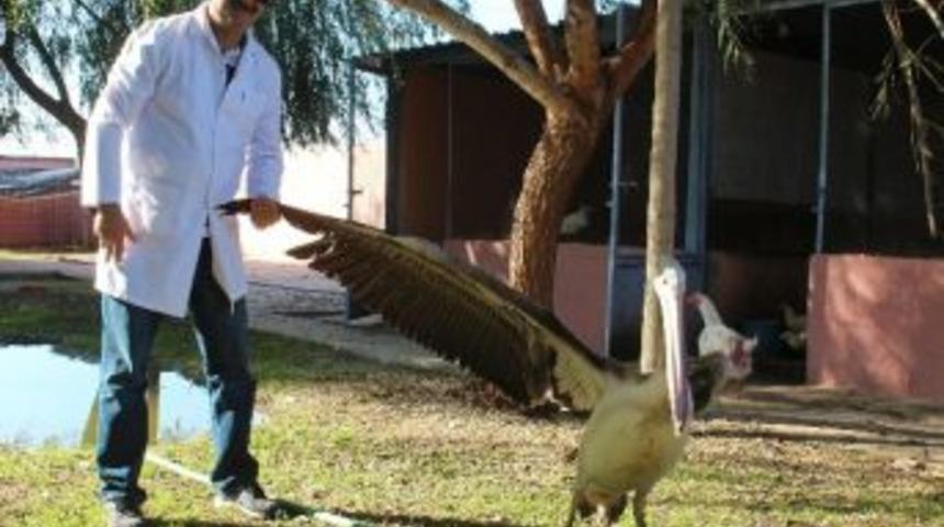 G&ouml;z&uuml;nde Katarakt Olan Pelikana Belediye Sahip &Ccedil;ıktı