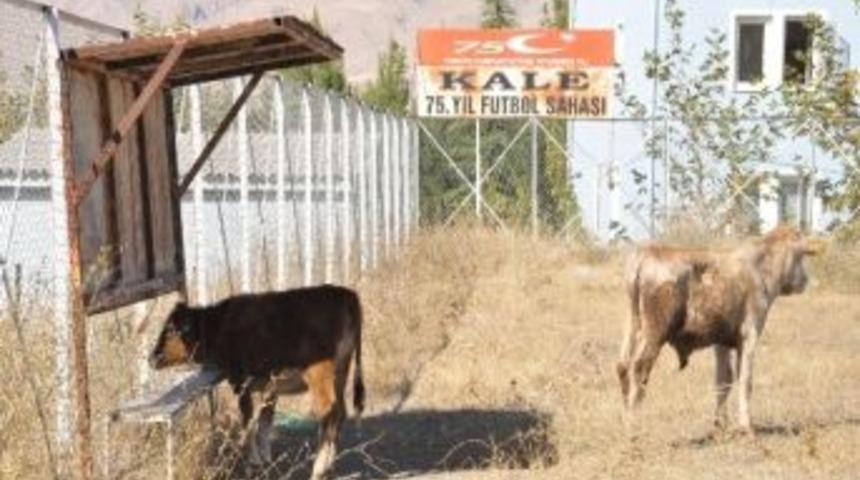 Kale 75. Yıl Futbol Sahası&rsquo;nda İnekler Otluyor