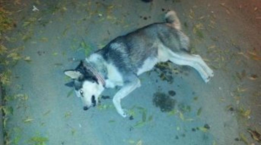 Otomobilin &Ccedil;arptığı Sibirya Kurdu Telef Oldu