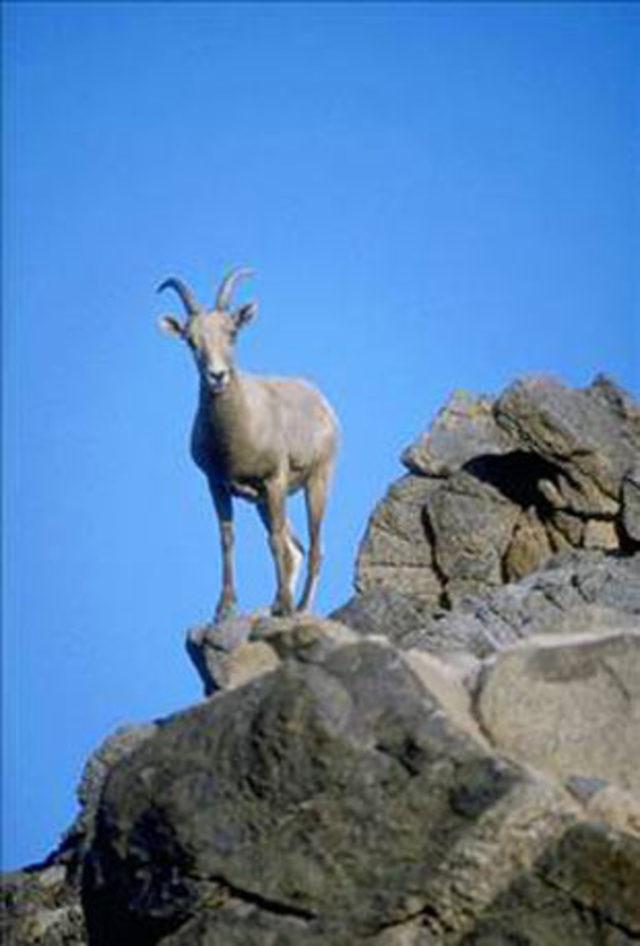 Efsanevi yaratıklar! 46