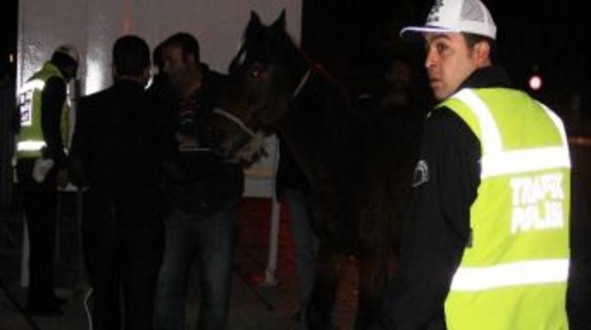 Erzurum'da Başıboş At Trafiği Birbirine Kattı