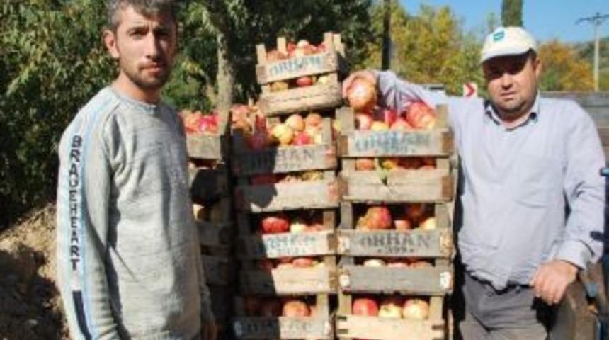 Nar &Uuml;reticisi Hayal Kırıklığı Yaşayor