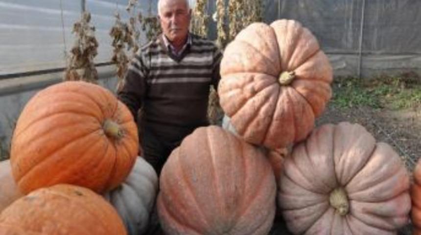 Yozgat'ta 100 Kiloluk Kabaklar G&ouml;renleri Şaşırtıyor