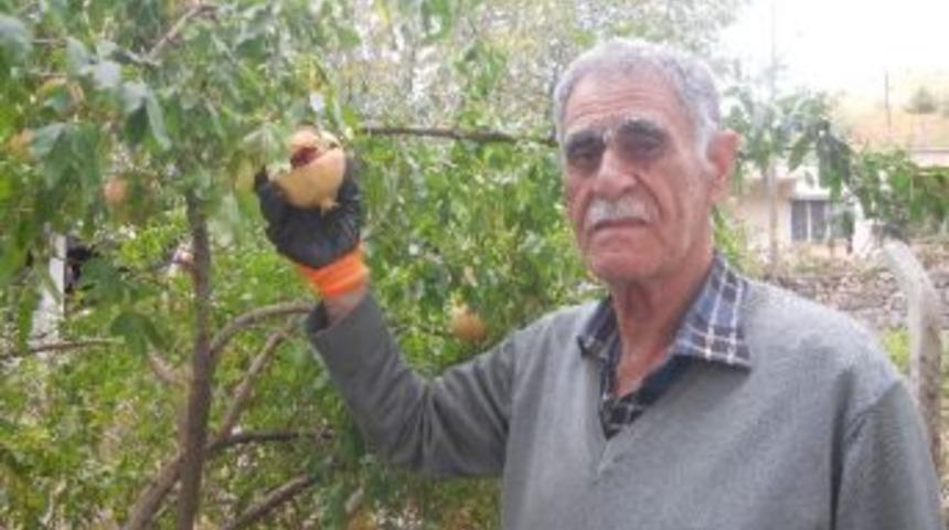 G&ouml;lbaşılı Nar &Uuml;reticileri Dertli