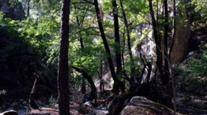 &Ccedil;ine K&uuml;lt&uuml;r Derneği&rsquo;nden Doğa Y&uuml;r&uuml;y&uuml;ş&uuml;