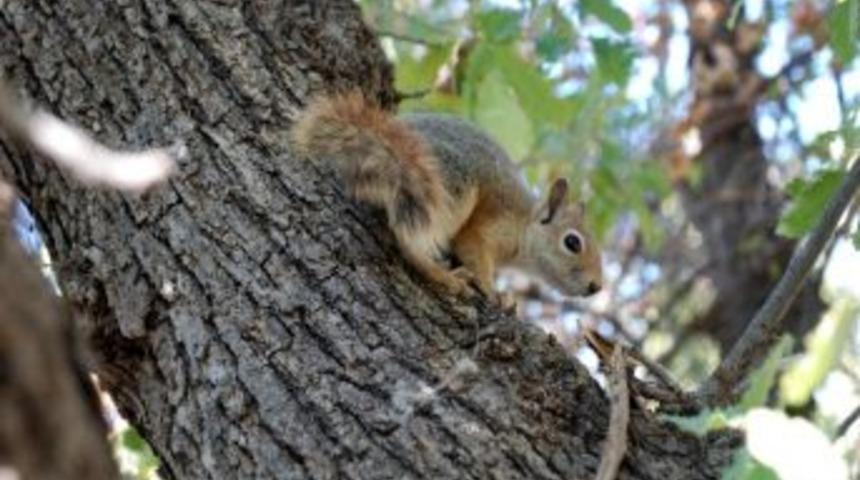 (&ouml;zel Haber) Biberonla Beslenen Sincaplar Doğaya Bırakıldı