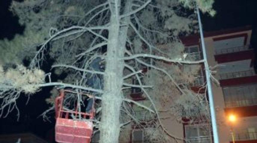 Kedi Kurtarma Operasyonu