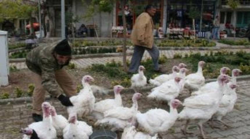 Kilis&rsquo;teki K&uuml;mes Hayvanı Sayısı 237 Bin Oldu