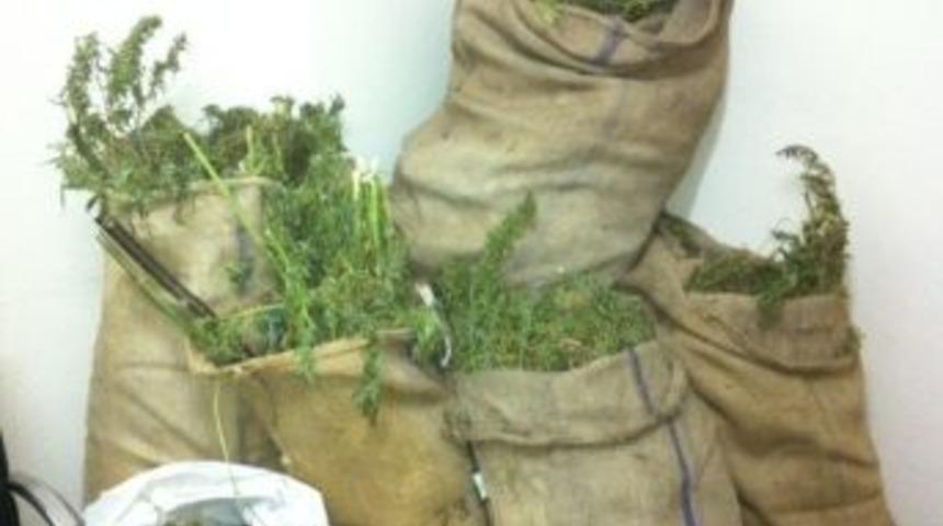 Ordu&rsquo;da Esrar Operasyonu