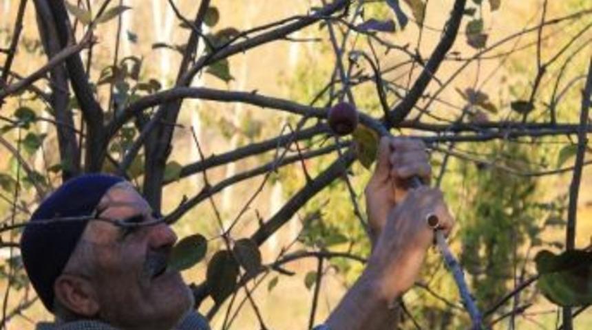 Elma Ağa&ccedil;ları İkinci Kez Meyve Verdi