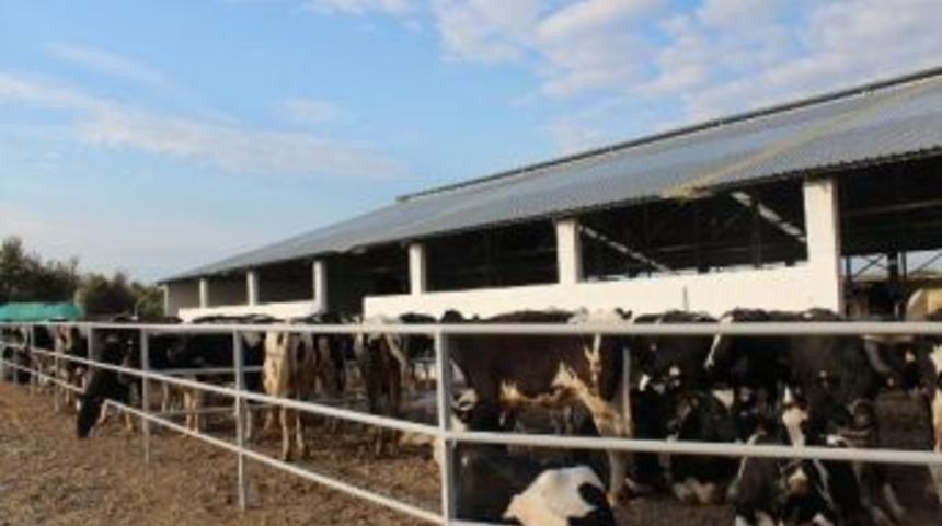 Dsyb'den Samsun’a 180 Gebe Düve