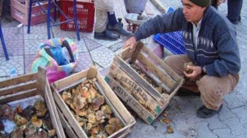 Kırmızı Mantar Ge&ccedil;im Kaynağı