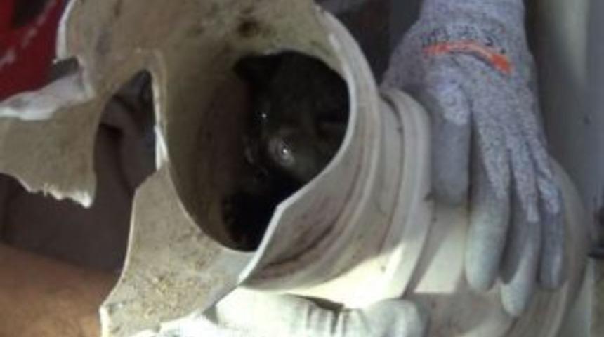 Yavru Kediyi Kurtarmak İ&ccedil;in Seferber Oldular