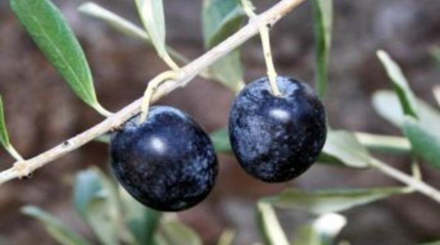 (&ouml;zel Haber) Zeytin &Uuml;reticisinin Prim Tespiti Tepkisi