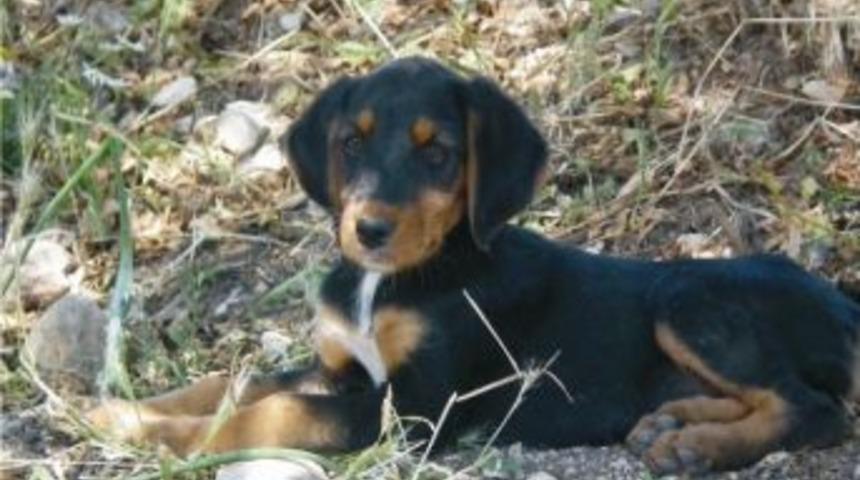 Yerli Irklar Çalıştayı Karşıyaka’da Yapılıyor