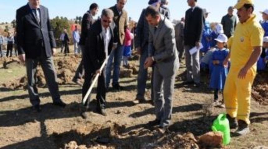 K&uuml;tahya'da 'ceviz' Seferberliği