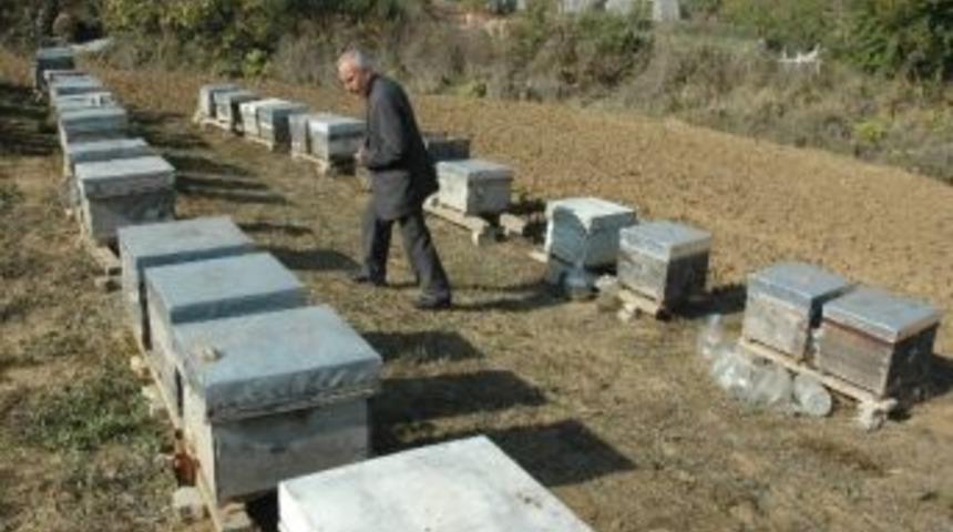 Kovanları istila eden eşek arıları, milyonlarca bal arısını yedi