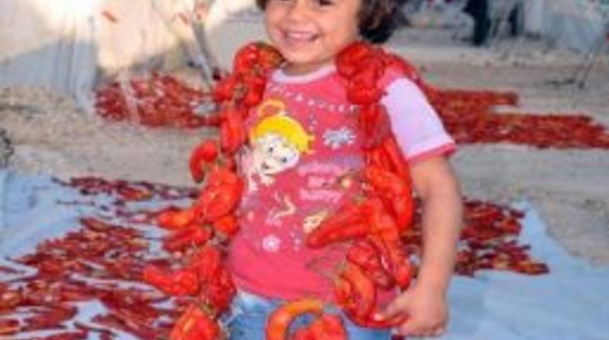 Suriyeliler De Acı İsota Alıştı