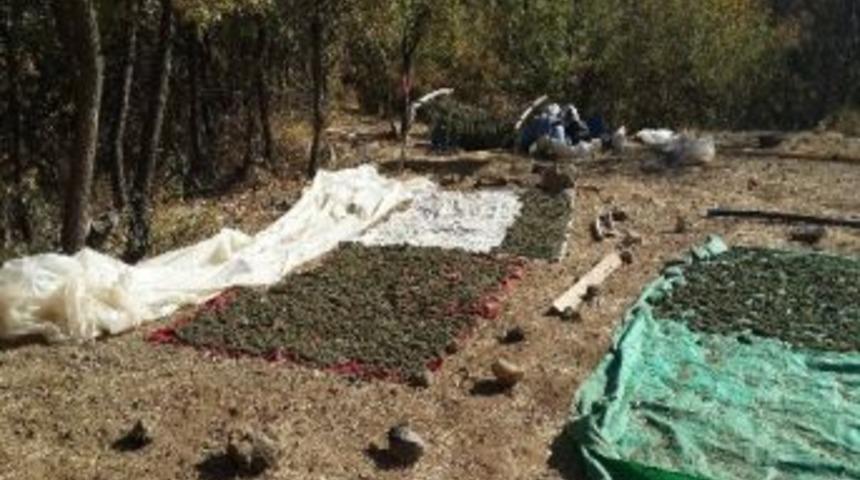 Diyarbakır'da 1 ton esrar ele ge&ccedil;irdi