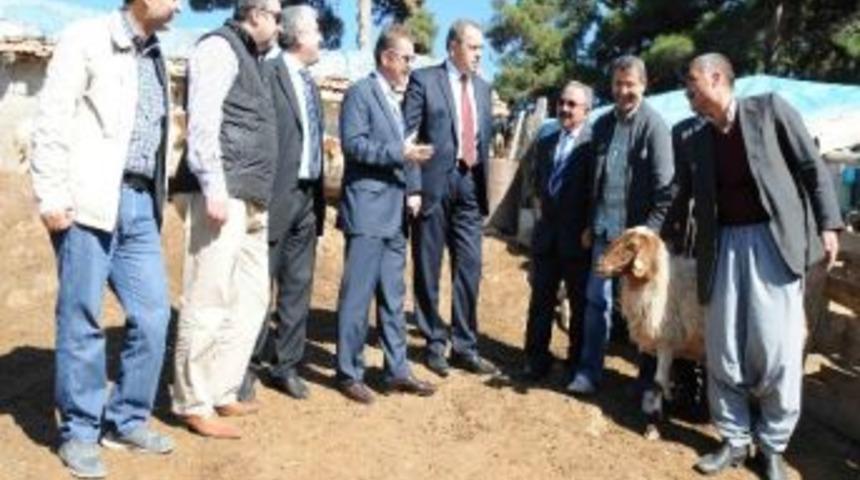 Boztepe K&ouml;yl&uuml;lerine Ork&ouml;y Kredileri Kapsamında Koyun Dağıtıldı