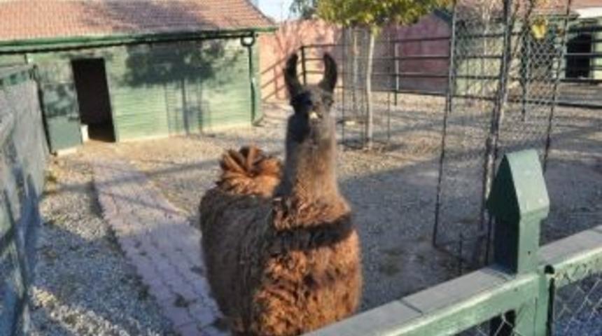 Karatay Hayvanat Bah&ccedil;esinde Kış Hazırlıkları