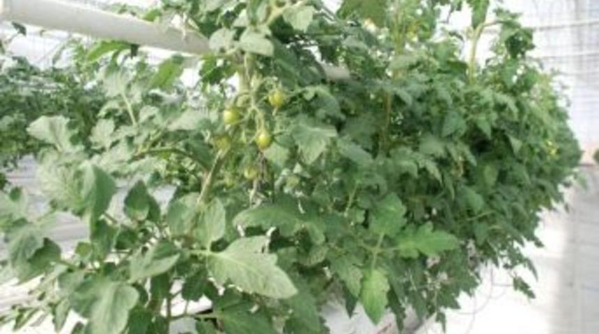 Adıyaman'da Eğitim Ama&ccedil;lı Sera Kuruldu