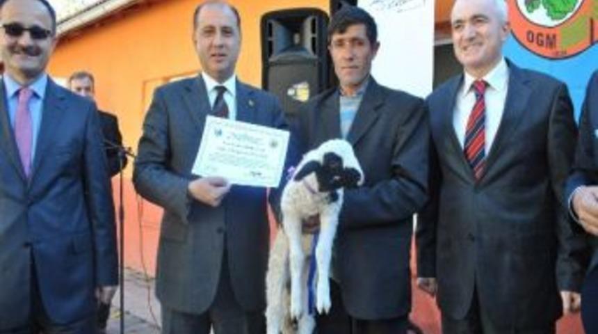 Koyun Alıp Keklik Saldılar