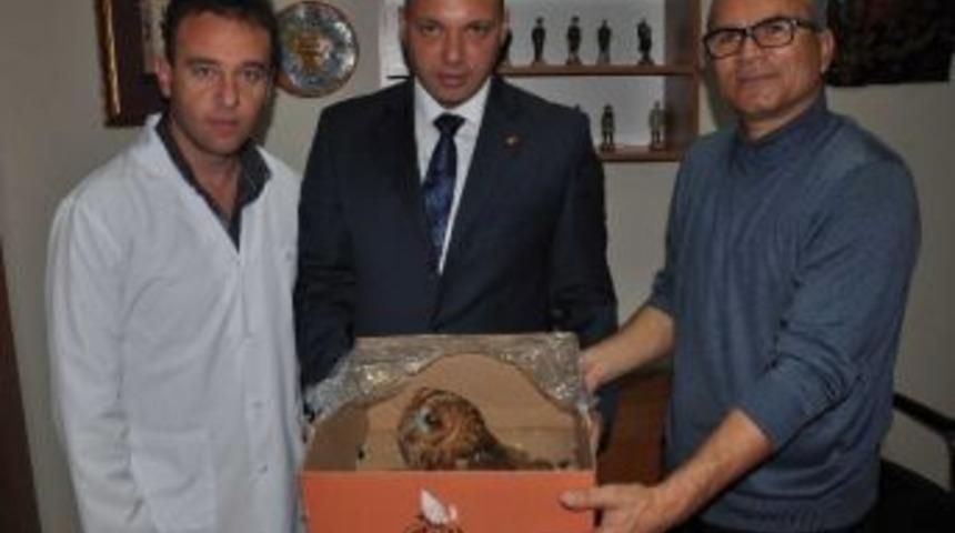 (&ouml;zel Haber) Kanadı Kırık Yırtıcı Kuşa Tır Şof&ouml;r&uuml; Sahip &Ccedil;ıktı
