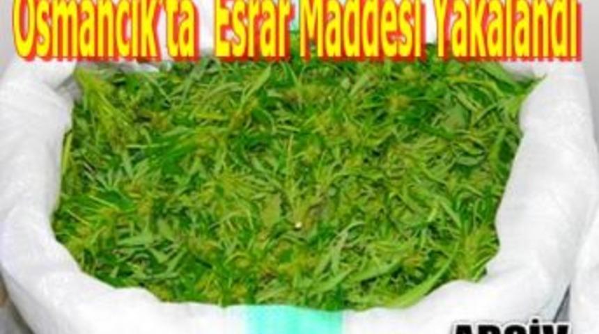 Osmancık&rsquo;ta Esrar Maddesi Yakalandı