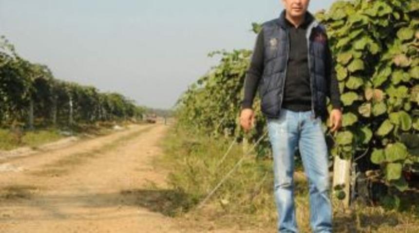 Bursa'da Kivide Rekor &Uuml;retim Bekleniyor