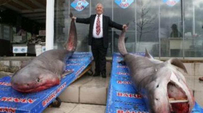 Marmara Denizi&rsquo;nde İki K&ouml;pek Balığı Yakalandı