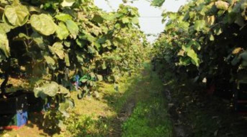 Orhangazi'de Kivi &Uuml;retiminde 3 Bin 225 Ton Rekolte Beklentisi