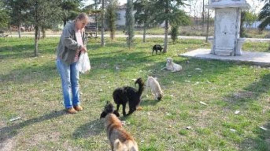 Hayatını Sokak K&ouml;peklerine Adadı