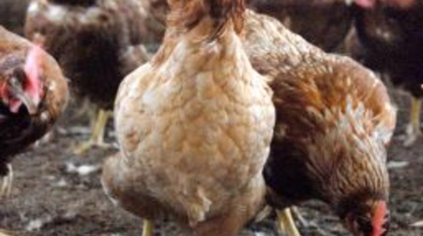 Erel: Kanatlı Hayvan Yem Hammaddesi Türkiye’de Üretilmeli