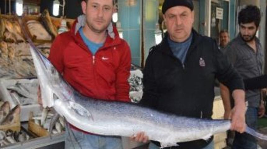 1 Metrelik Kılı&ccedil; Balığına B&uuml;y&uuml;k İlgi