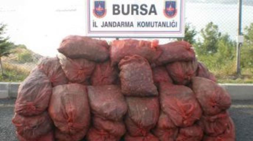 Bursa&rsquo;da 4 Ton Ka&ccedil;ak Midye Ele Ge&ccedil;irildi